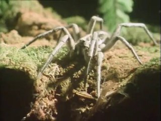 La vita sulla Terra 3 - Le prime foreste