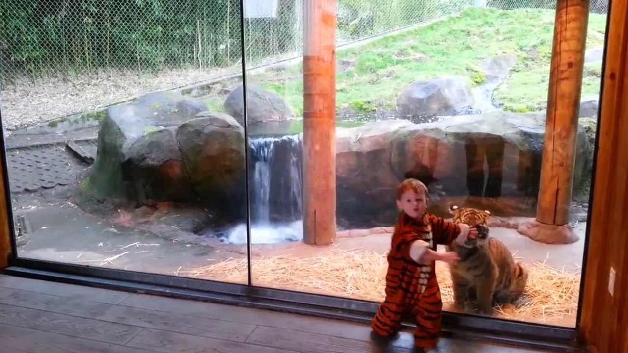 Rencontre étonnante entre un bébé tigre et un enfant déguisé en tigre