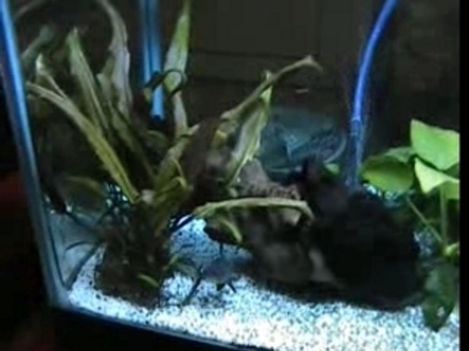 et encore les meme poissons
