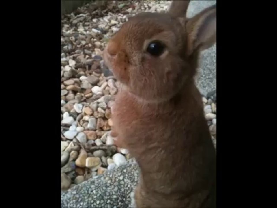 Video 7 mois Happy & Caramel