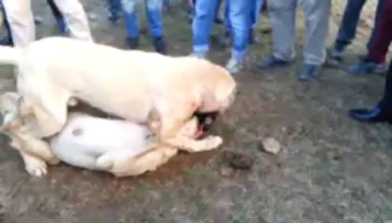 MUŞLU ERDALIN DUMANI ve zınar