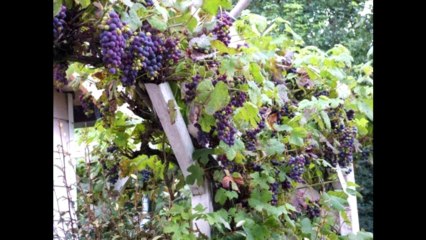 دمشق يا كنز أحلامي الشاعر العظيم نزار القباني وتحميل القصيدة