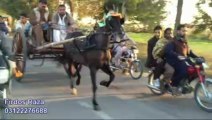 jabir khan horse ziddi malang (rapid fire) jumma try 15-11-13 with picture title