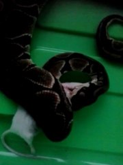 ball python feeding