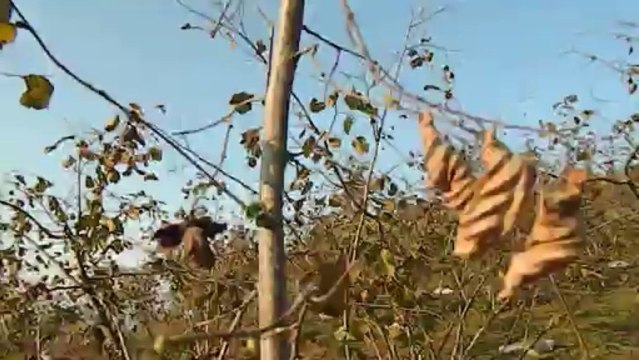 kurumuş dalda açmış yaprklar