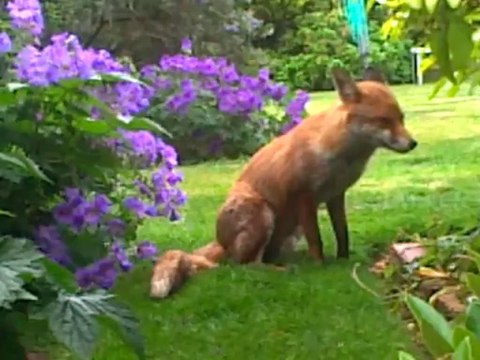 2013-06-21 (Rolf patiently waiting for more dinner)