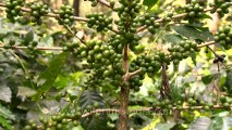 Unripe Coffee Pods in Karnataka