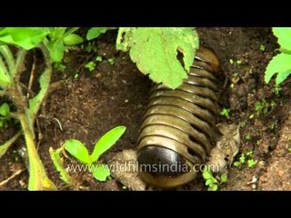 Pill millipede seen in Karnataka coffee plantation