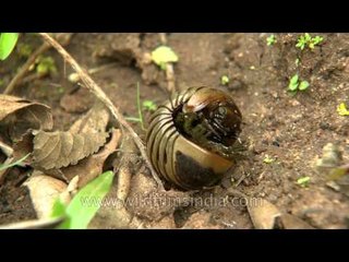 A pillbug crawled into a ball