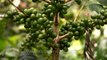 Unripe coffee pods in South India
