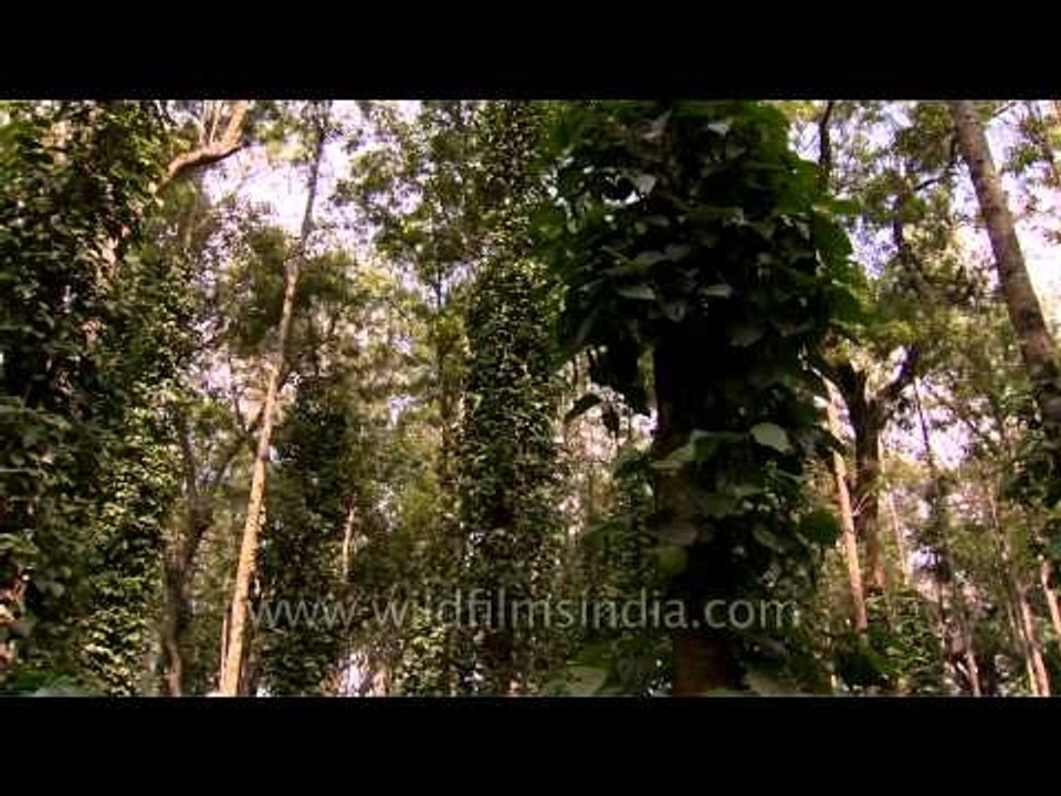 Coffee and Black pepper plantation together in Karnataka