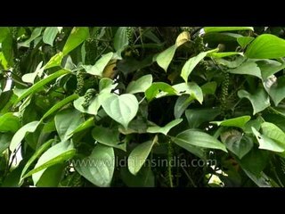 Pepper before ripening in Karnataka