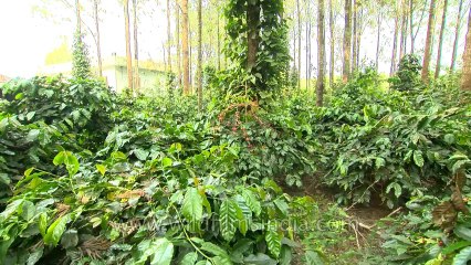 Ripe Coffee beans on the hills of Karnataka