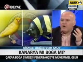 Kanarya mı boğa mı?