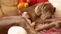 Cats sleeping with Dogs - So cute ANIMALS COMPILATION