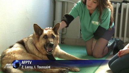 Animales rehabilitados en París