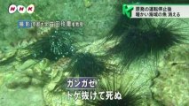 20120602 原発停止 近海の魚介類に変化 (福井)