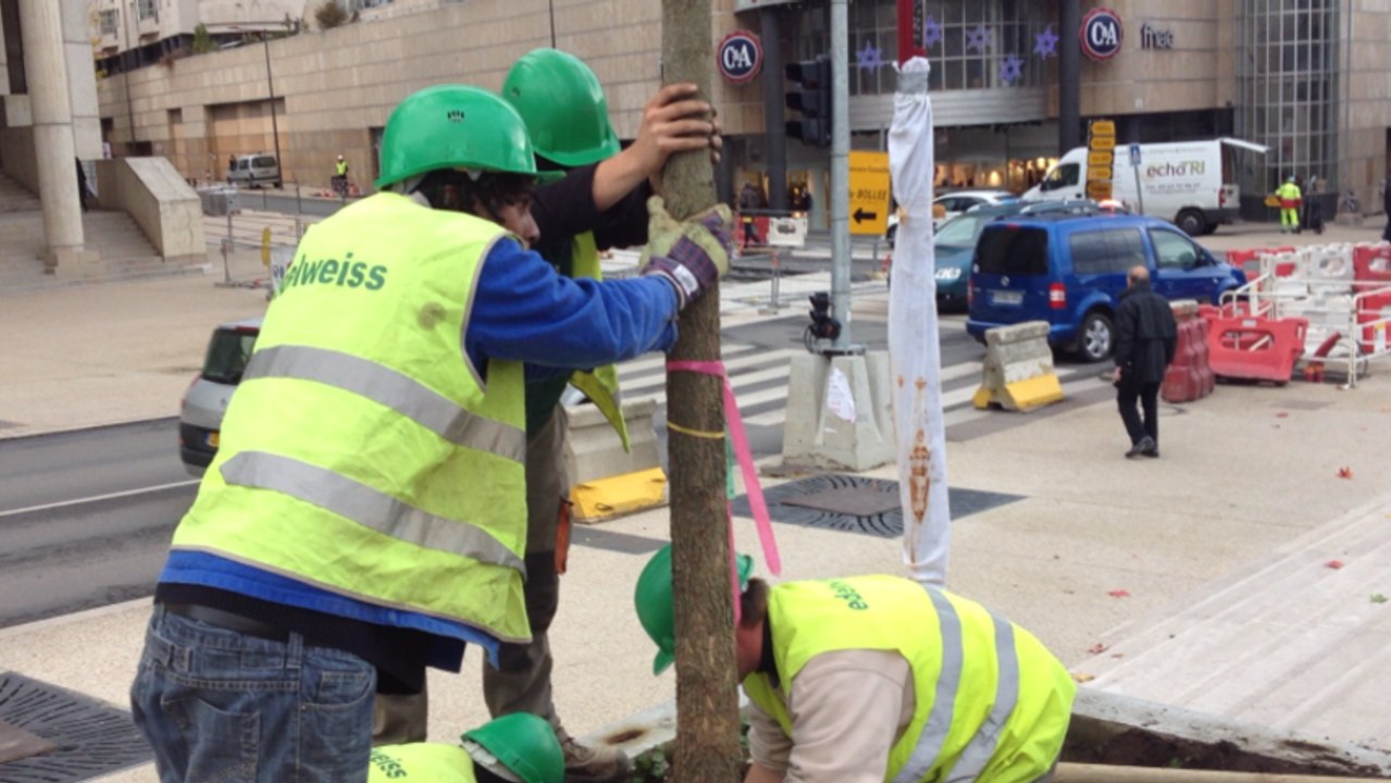 La plantation des premiers arbres