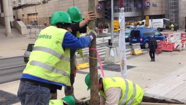 La plantation des premiers arbres