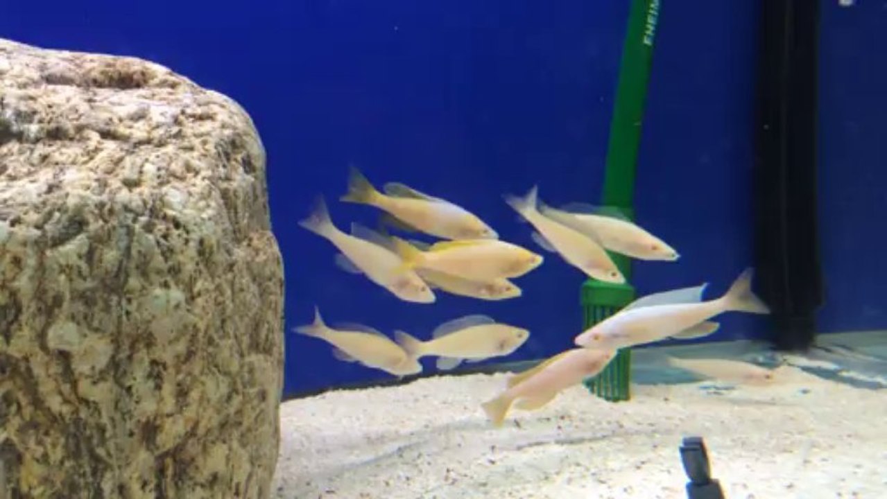leptosoma albino kitumba