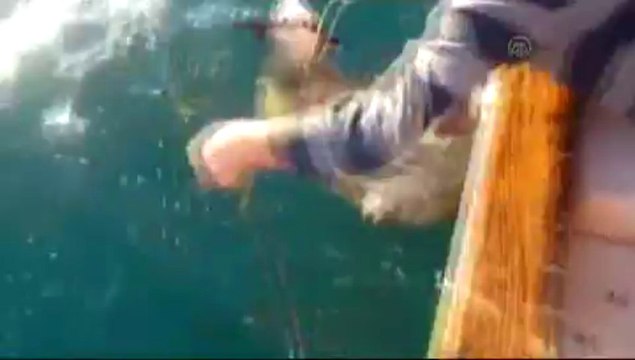 Denizde balık yerine koyun buldular