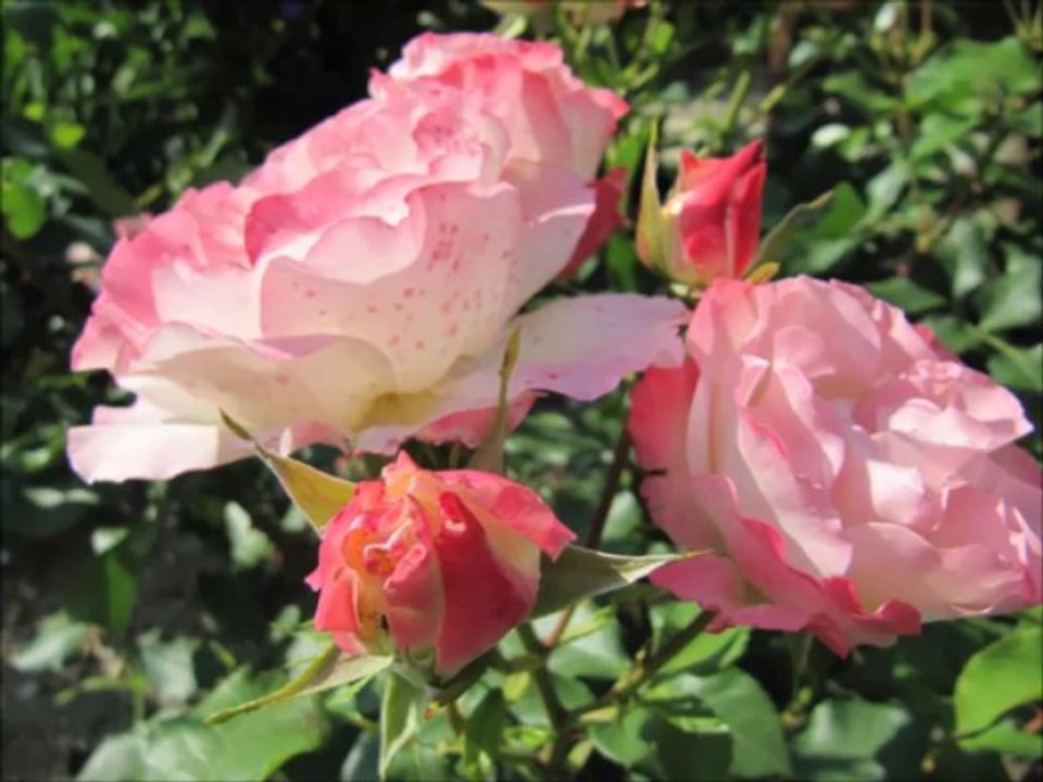 Diana  Parabéns Feliz Aniversario_ Fernando Teixeira 07 Rio Torto!