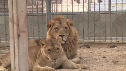 Nacen los primeros leones en Gaza