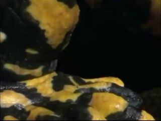 Predadores del Devónico