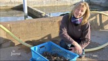 Ostréiculture : La surmortalité chez les huîtres (Vendée)