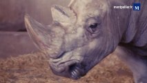 Insémination de rhinocéros blancs au Zoo de Montpellier