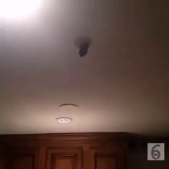 When youre about to kill a spider and it disappears