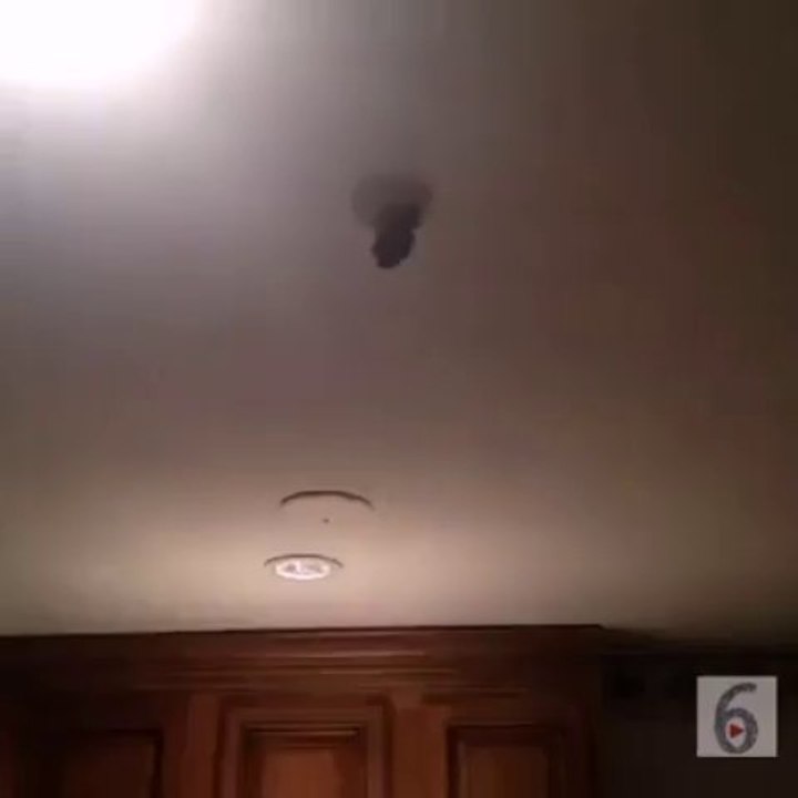 When youre about to kill a spider and it disappears
