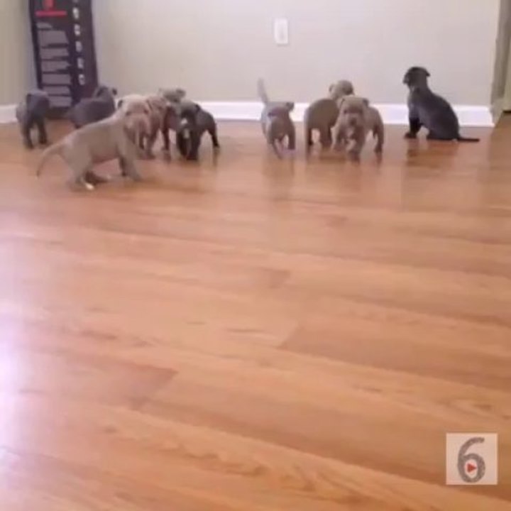 Puppy Army! Too Cute