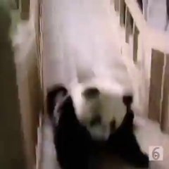 This has got to be one the the cutest things I've ever seen