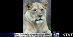 Lions Kill Lioness In Front Of Visitors At Dallas Zoo
