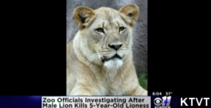 Lions Kill Lioness In Front Of Visitors At Dallas Zoo