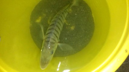 SURFCASTING Mormora di 400 g - Striped seabream - Marbré - Herrera - Lithognathus mormyrus