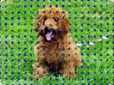 Goldendoodle & Labradoodle Puppies for Sale by Breeders Florida