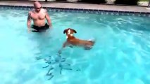 Un CHIEN apprend à nager.