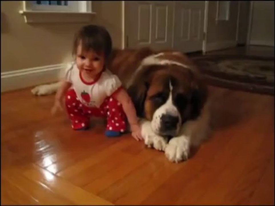 Toddler Hugs And Cuddles Giant St. Bernard
