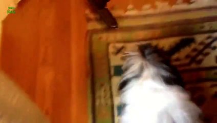 Tải video: Chien contre Aspirateur - Compilation d'animaux marrants