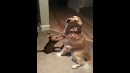 Download Video: Un chat masse un chien... Trop mignon.