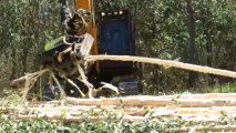 AFM 60 Euca harvester head on Hyundai excavators in Chile