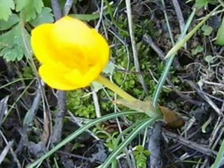 Mustafa YEŞİLYURT - Sarı Çiğdem.wmv