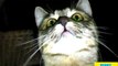 Cats vs. Cameras - Funny Cat Compilation