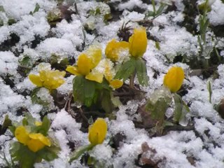 mustafa yesilyurt o yar gelir