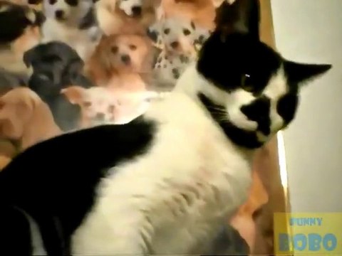 Chat VS Caméra - Compilation d'Animaux mignons.