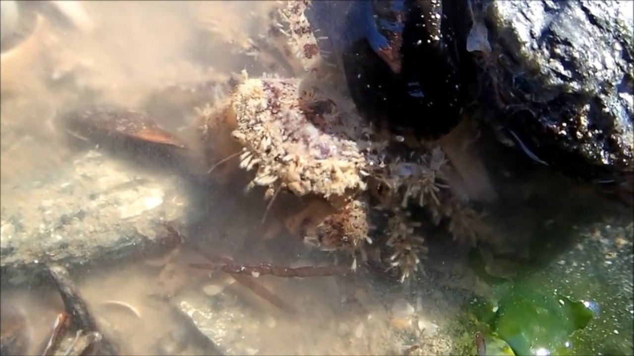 Le Pilumne hirsute, petit crabe aux poils en touffe