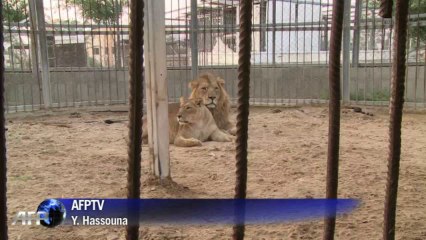 C'est la première fois que des lions naissent dans la bande de Gaza