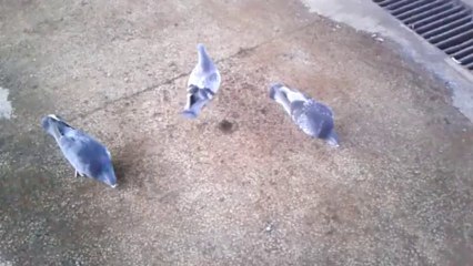 Güvercinlerin bir yudum sudan aldığı mutluluk